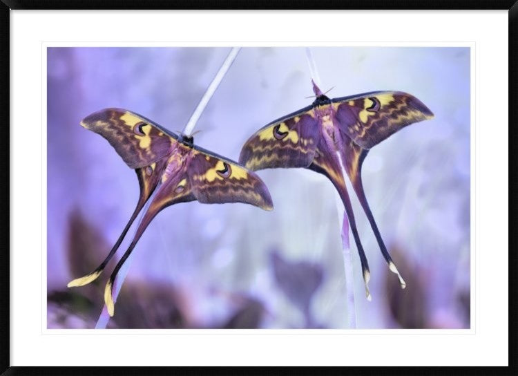 "Actias" Framed Digital Print by Jimmy Hoffman, 44x32"