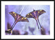 "Actias" Framed Digital Print by Jimmy Hoffman, 44x32"