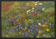 Wildflowers Blowing In The Wind, Hill Country, Texas, 18"x12"