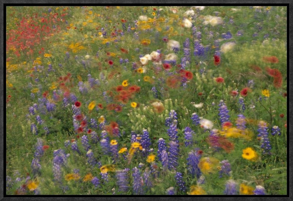 Wildflowers Blowing In The Wind, Hill Country, Texas, 18"x12"