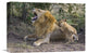 "African Lion Cubs Playing, Masai Mara National Reserve, Kenya" Artwork