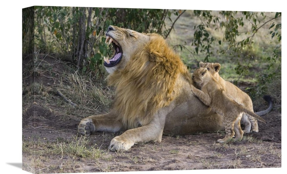"African Lion Cubs Playing, Masai Mara National Reserve, Kenya" Artwork