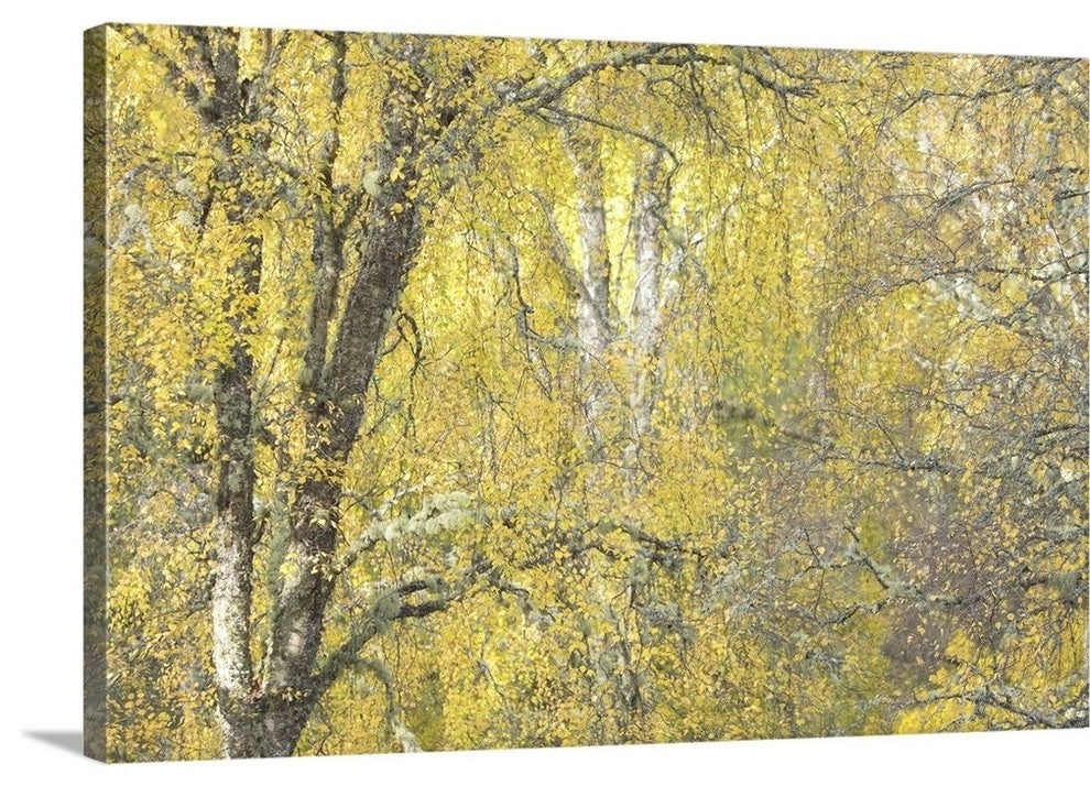 "Golden Dreams" Wrapped Canvas Art Print, 24"x16"x1.5"