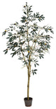 6' Potted Olive Tree 777Lvs