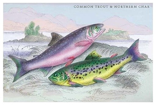 Common Trout and Northern Char - Fine Art Giclee Print 24" x 36"