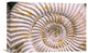"Fossil Of Ammonite, Madagascar" Artwork, 18" x 12"