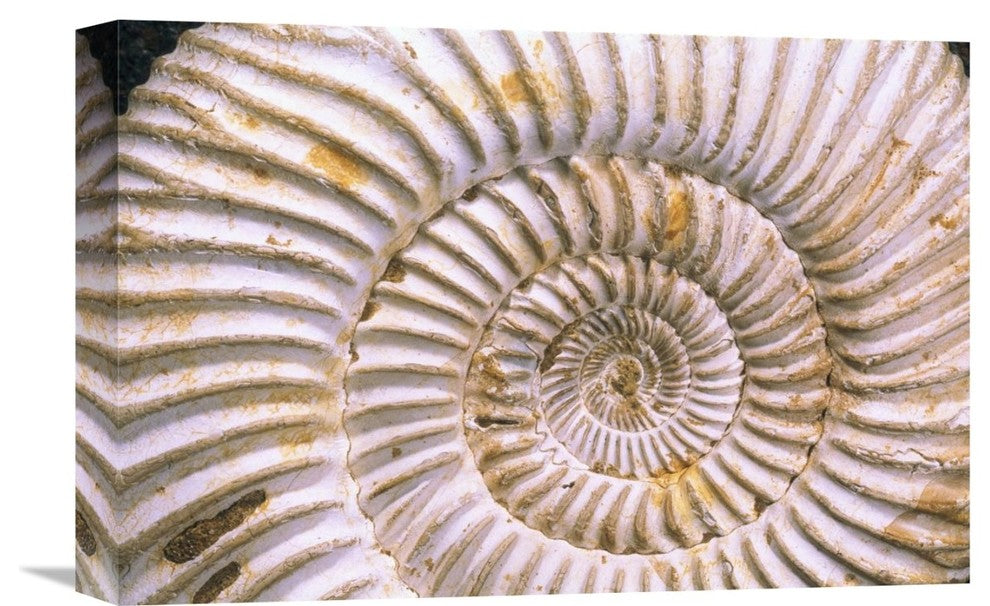 "Fossil Of Ammonite, Madagascar" Artwork, 18" x 12"