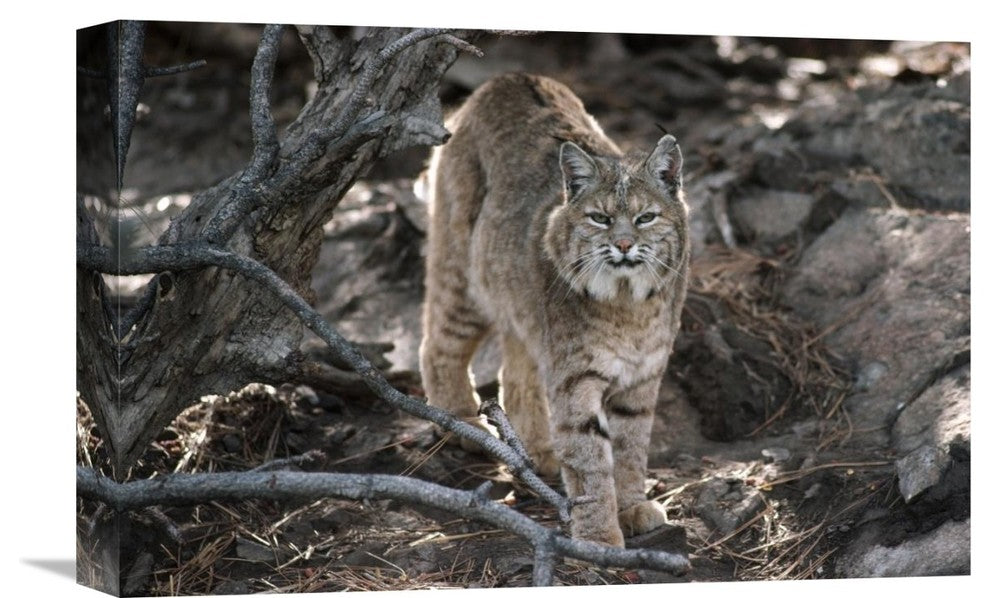 "Bobcat Adult Portrait, Montana" Artwork, 18" x 12"