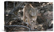 "Bobcat Adult Portrait, Montana" Artwork, 18" x 12"