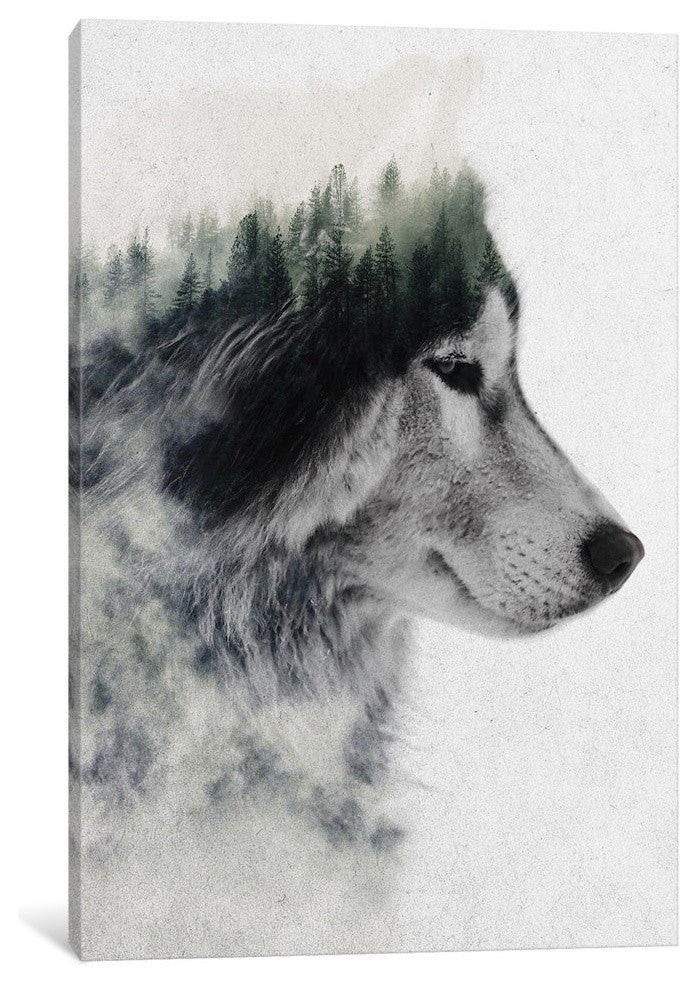 "Wolf Stare" by Andreas Lie, Canvas Print, 40"x26"
