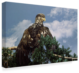 Ron Parker 'Taking In The Sun' Canvas Art, 19"x12"