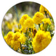 Bright Yellow Marigold Flowers, Floral Disc Metal Wall Art, 23"