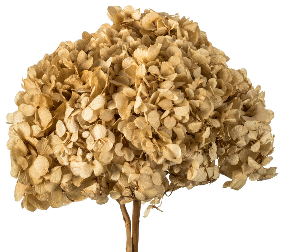 Vickerman 15" Hydrangea With Multiple Branch Segments