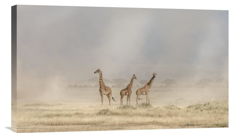 "Weathering The Amboseli Dust Devils" Canvas Giclee by Jeffrey C. Sink, 22"x13"