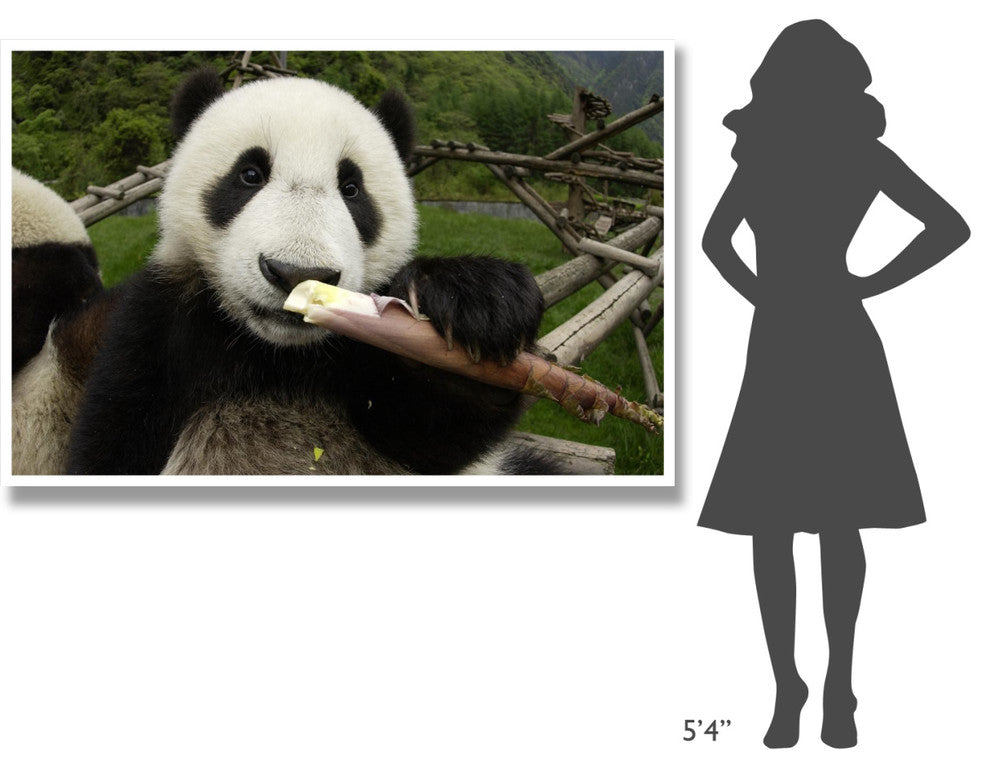 "Young Panda learning to eat bamboo, Wolong Nature Reserve" Paper Art, 62"x42"