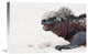 "Marine Iguana, Galapagos Islands, Ecuador" Canvas Giclee by Tui De Roy, 24"x16"