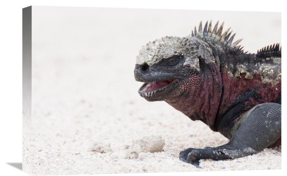 "Marine Iguana, Galapagos Islands, Ecuador" Canvas Giclee by Tui De Roy, 24"x16"