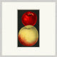 Fruit Study 3, Giclee Reproduction Artwork
