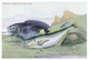 Blackfish and Pilas Fish - Gallery Wrapped Canvas Art 28" x 42"