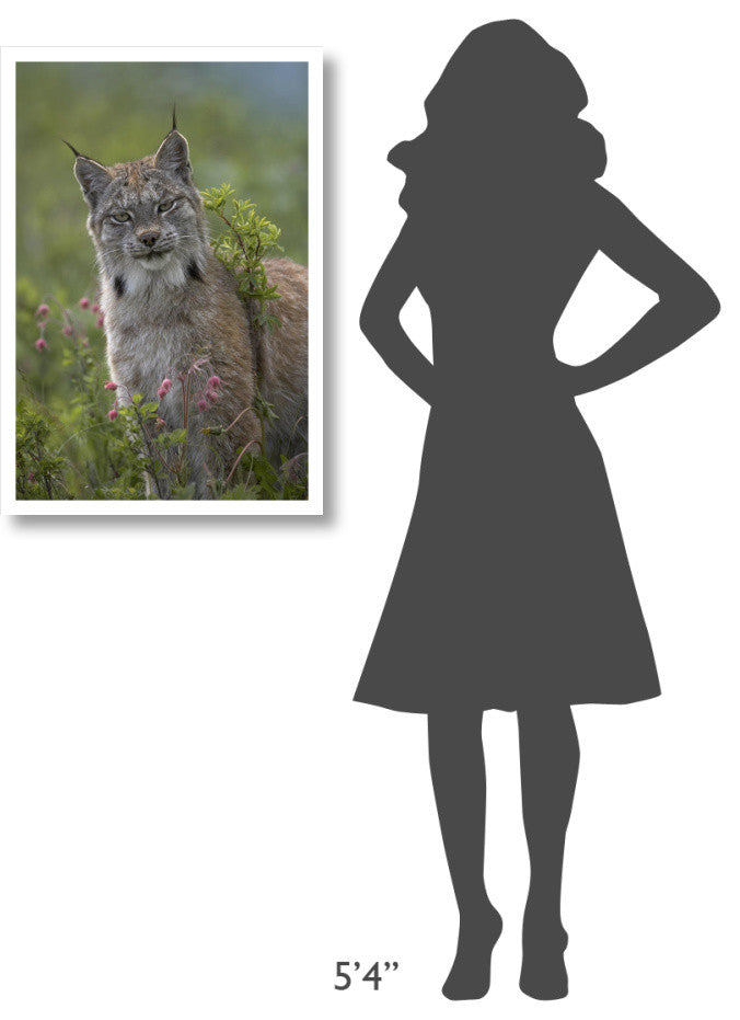 "Canada Lynx portrait, North America" Paper Print by Tim Fitzharris, 22"x32"