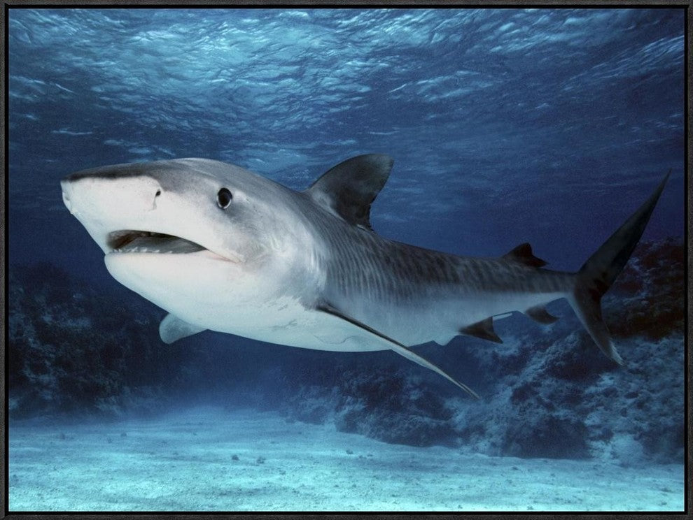 Tiger Shark, Great Barrier Reef, Australia. Digitally Modified., 32"x24"