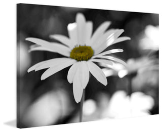 "Sun Speckled Daisy" Painting Print on Canvas