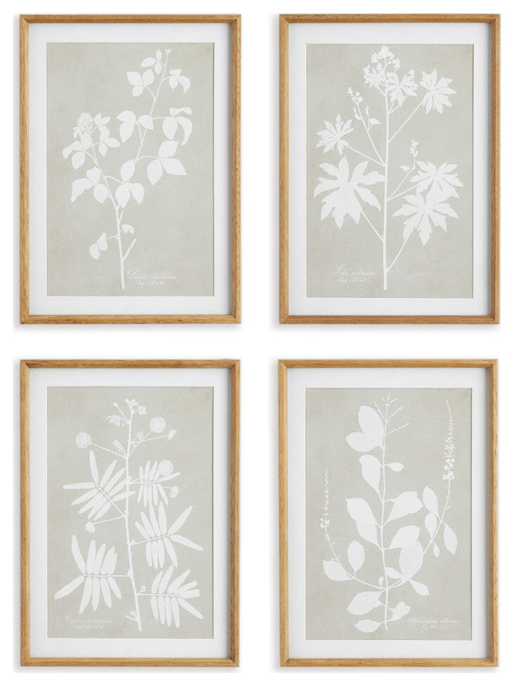 Foliage Study