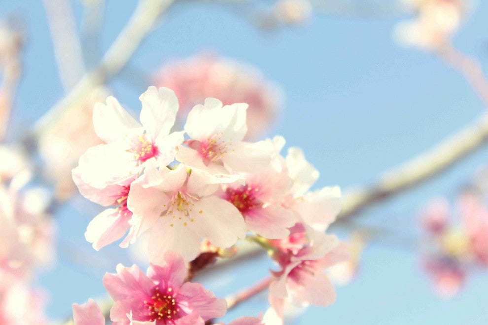 "Tree in Bloom" Painting Print on Canvas by Irena Orlov