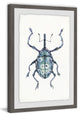 "Blue Beetle" Framed Painting Print, 24"x36"