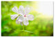 PIPA Fine Art 'Beauty of the Forest Floor' Canvas Art, 47x30