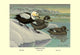 Labrador Duck- Fine Art Giclee Print 24" x 36"