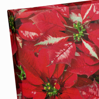 Pointsettia Blooms 1 12x18 Canvas Wall Art
