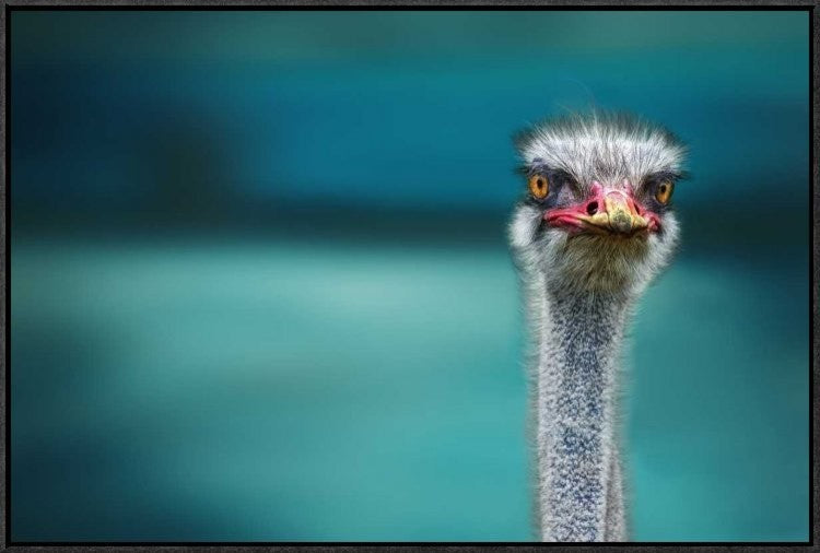 "Ostrich Protecting Two Poor Chicken From The Wind"  by Piet Flour, 31x21"