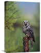 "Northern Hawk Owl, Circumpolar Species, British Columbia, Canada" Artwork