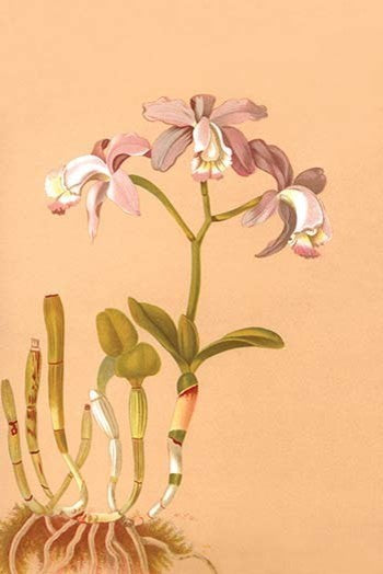 Cattleya Loddigesi II - Canvas Poster 20" x 30"