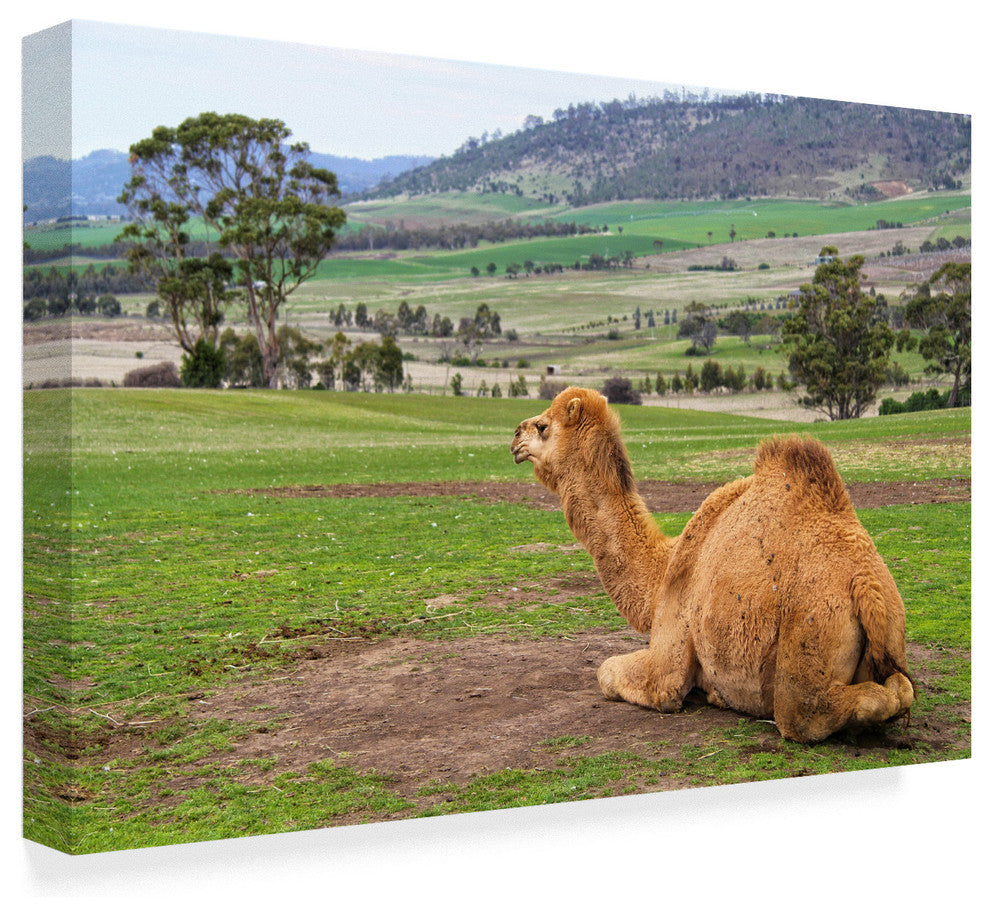 Incredi ''Camel And His View'' Canvas Art, 47"x30"
