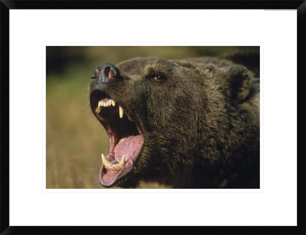 "Grizzly Bear calling, North America" Framed Print by Tim Fitzharris, 26"x20"