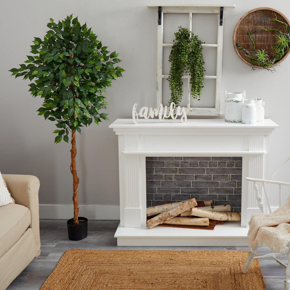 Lifestyle photo showing the ficus tree in a home setting.