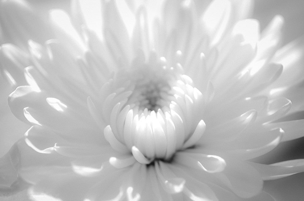 Infrared Flower 2 Nature Photography, Floral Unframed Wall Art Print, 11" X 14"