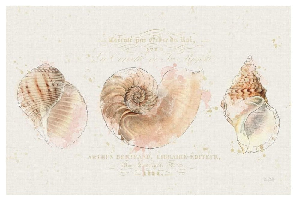 "Shell Collector I" Digital Paper Print by Katie Pertiet, 50"x34"
