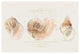 "Shell Collector I" Digital Paper Print by Katie Pertiet, 50"x34"