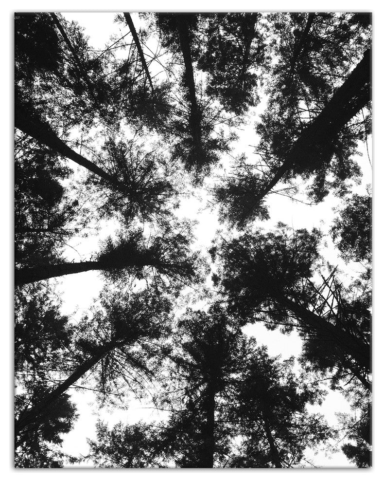 Black and White Tree Lookup Print on Canvas