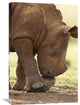 "White Rhinoceros Calf , Rhino And Lion Nature Reserve, South Africa" Artwork