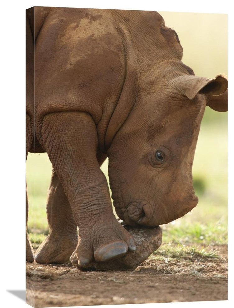"White Rhinoceros Calf , Rhino And Lion Nature Reserve, South Africa" Artwork