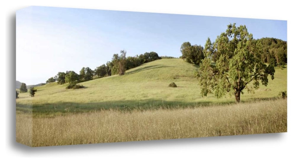"Oak Tree Pano - 99" By Alan Blaustein, Giclee Print on Gallery Wrap Canvas