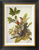 "American Robin" Framed Canvas Giclee by John James Audubon, 18"x22"