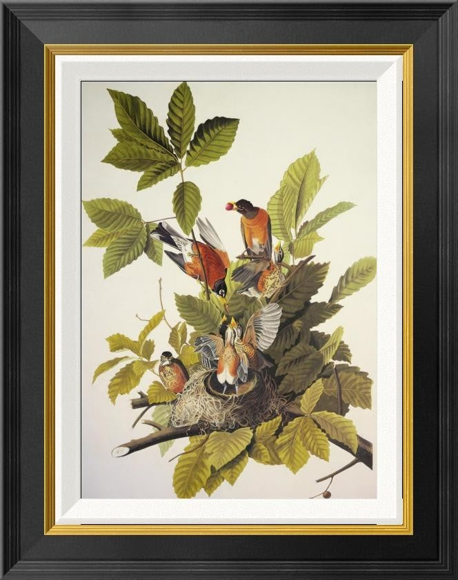 "American Robin" Framed Canvas Giclee by John James Audubon, 18"x22"