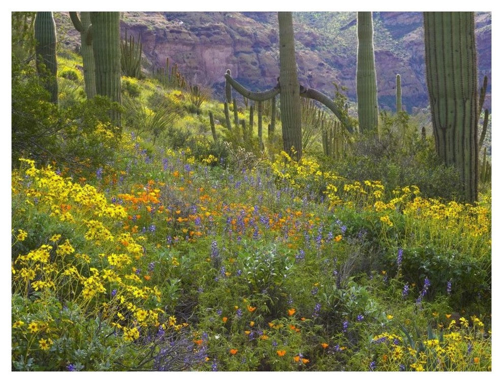 "Saguaro amid flowering Lupine, Organ Pipe Cactus Monument" Paper Art, 50"x38"