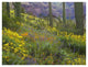 "Saguaro amid flowering Lupine, Organ Pipe Cactus Monument" Paper Art, 50"x38"