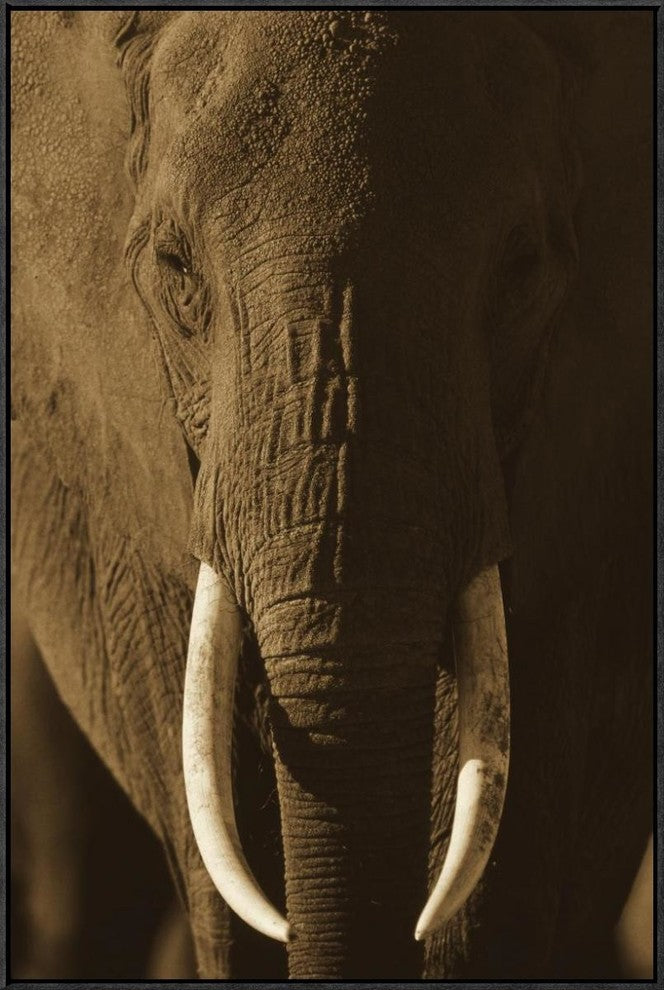 African Elephant Male Portrait With Long Tusks, Kenya, 24"x36"